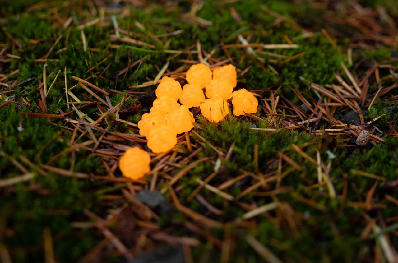 VIP Outdoors Soft Cluster "Nat Orange"  12mm - 12 Pack