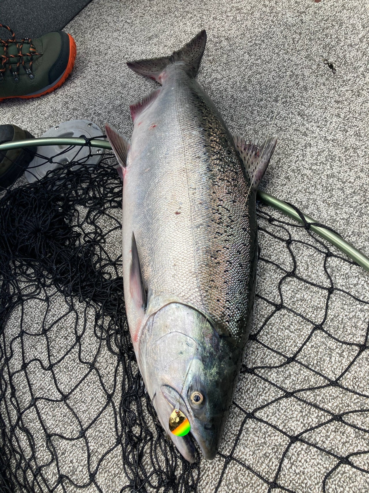 #3.5 Colorado "Gold Mex Hat" Salmon Spinner (Single Spinner)