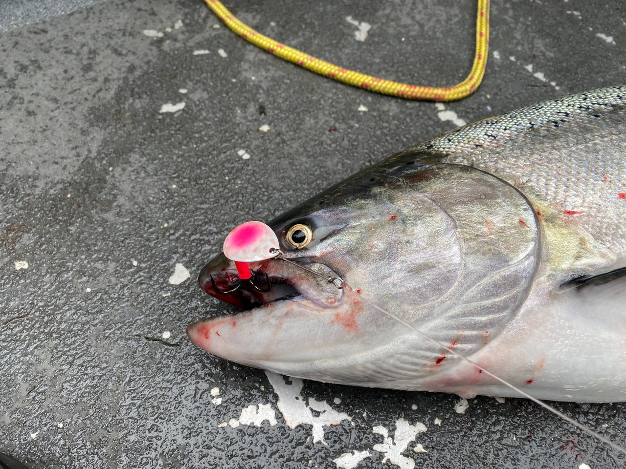 #3.5 Colorado "Cotton Candy" Salmon Spinner (Single Spinner)