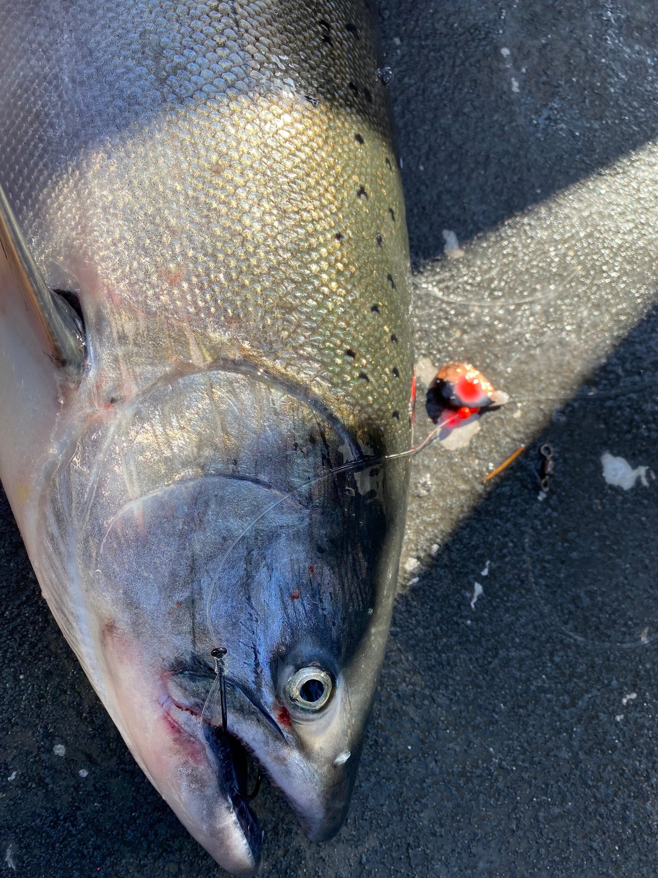 #3.5 Colorado "Black Knight" Salmon Spinner (Single Spinner)