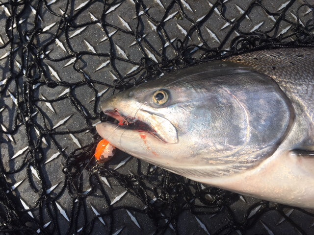 #3.5 Colorado "Rust Bucket" Salmon Spinner (single spinner)